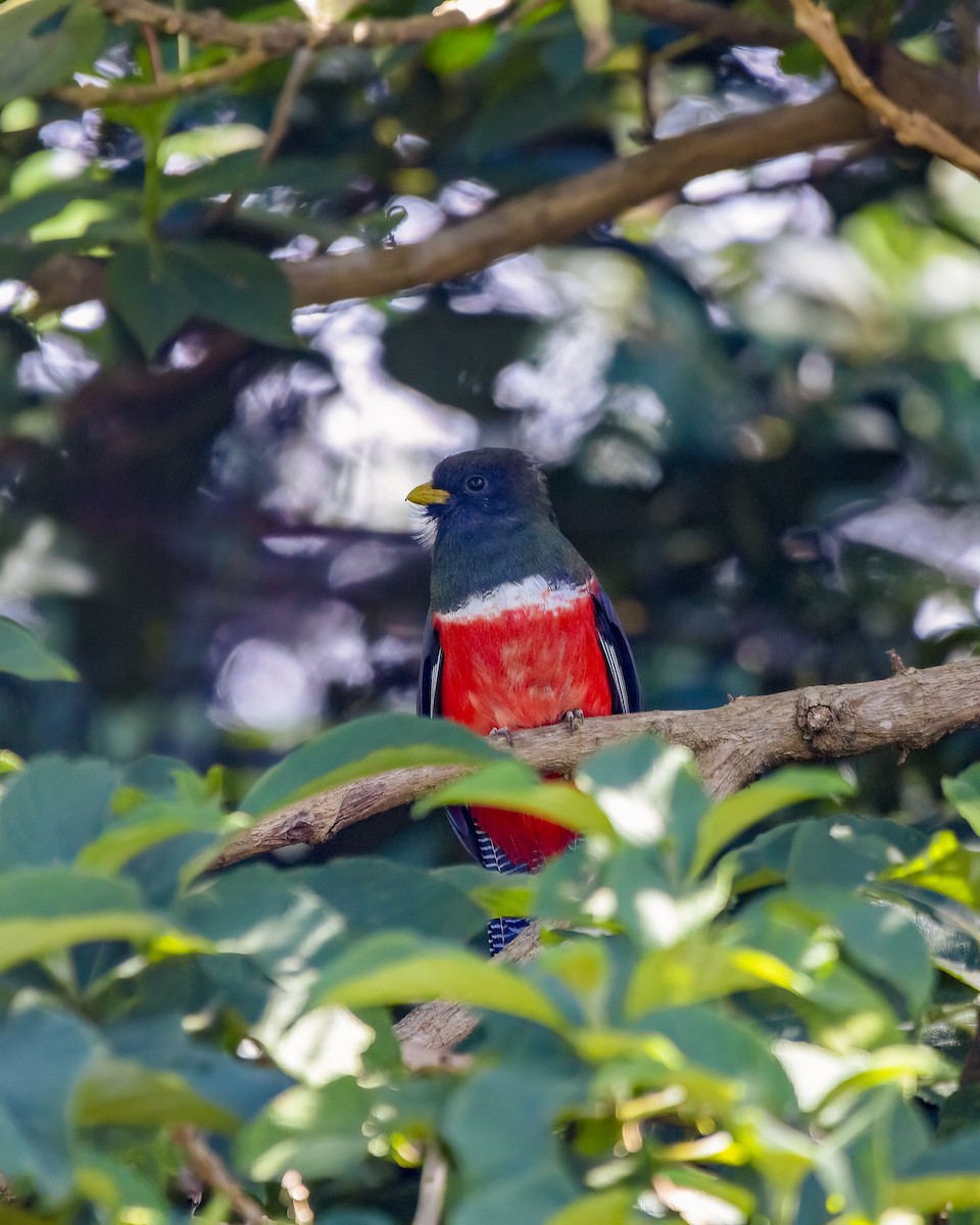 Collared Trogon - ML645857293