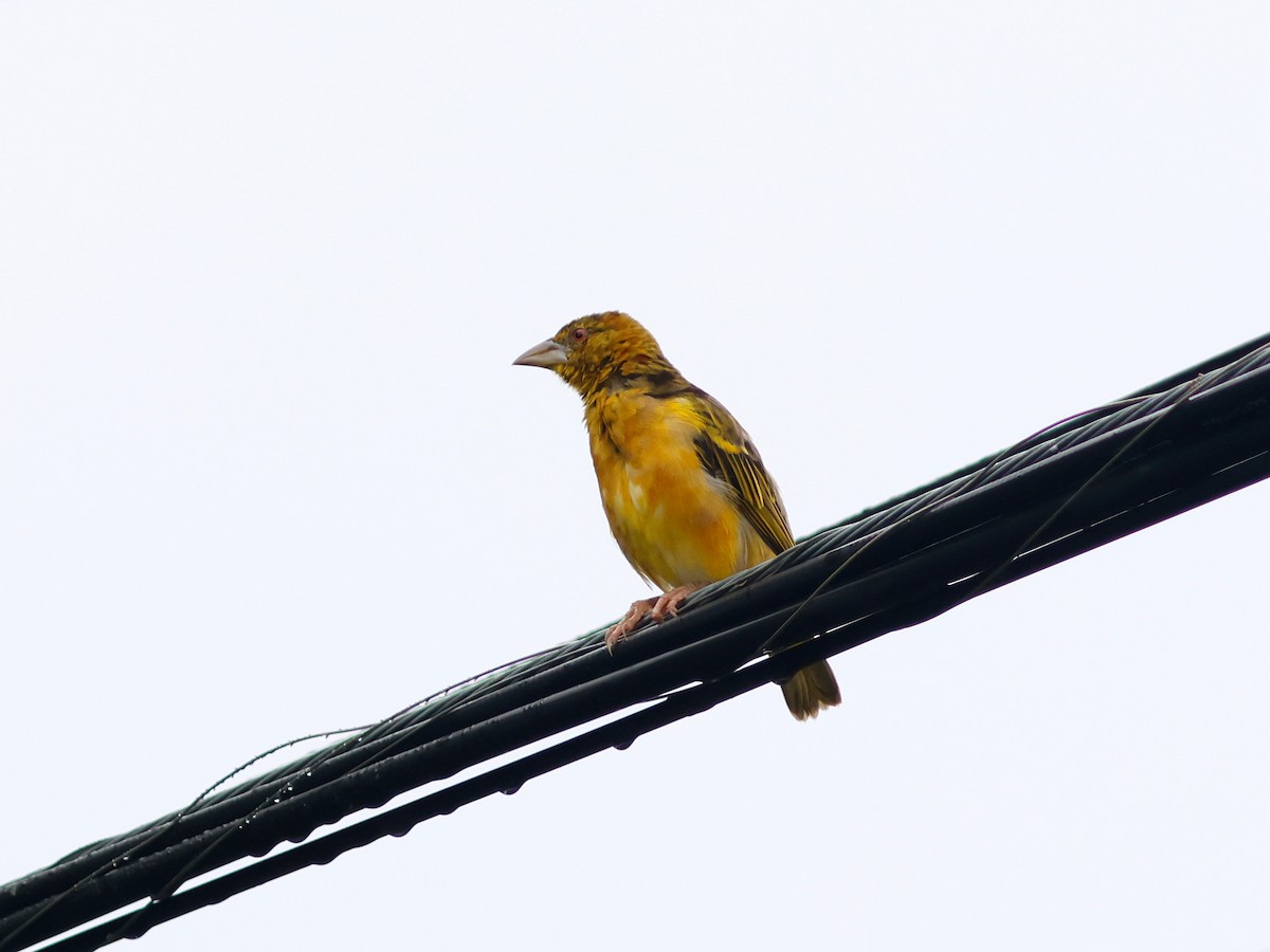 Village Weaver - ML645857295