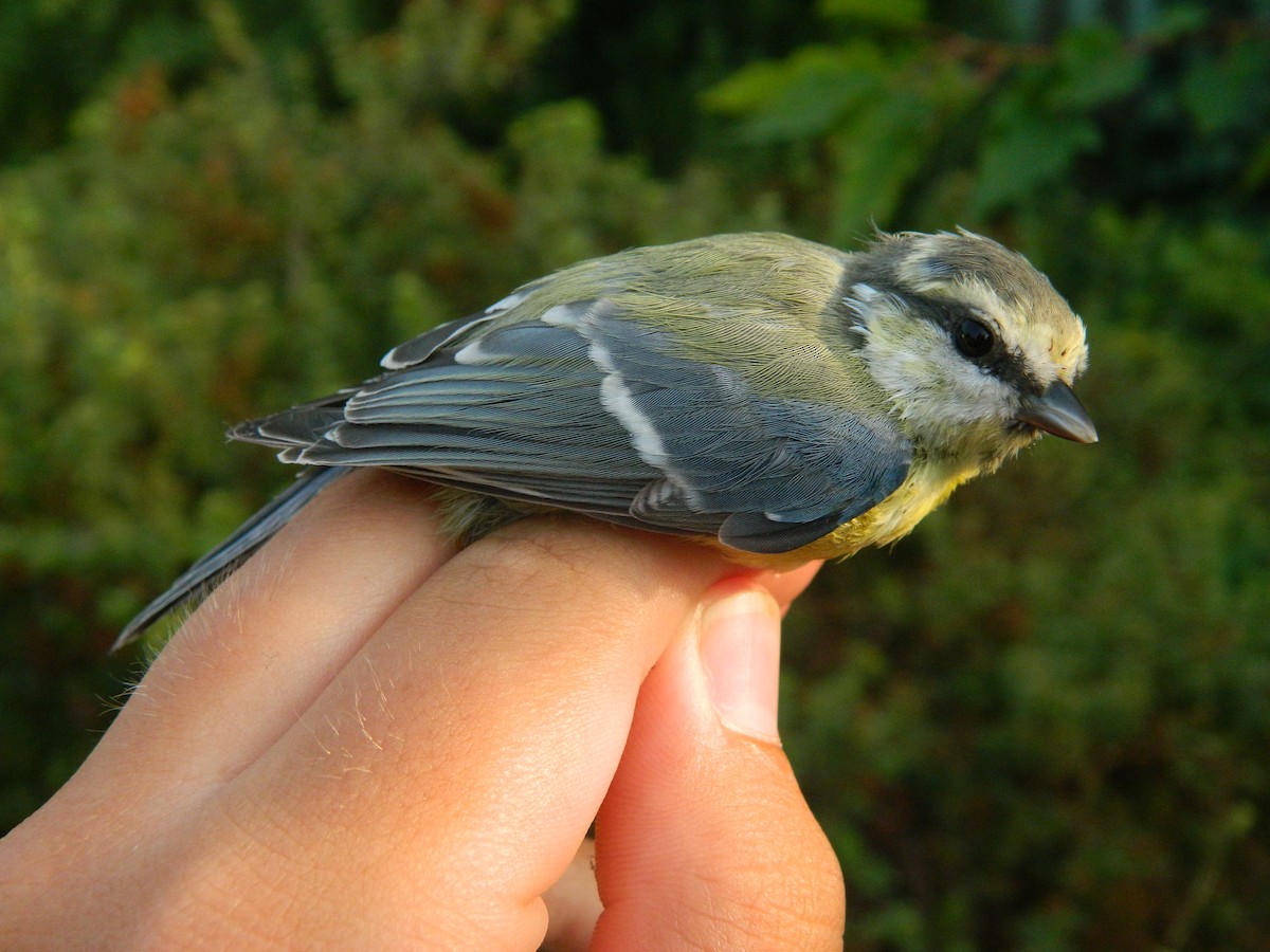 Eurasian Blue Tit - ML645857305