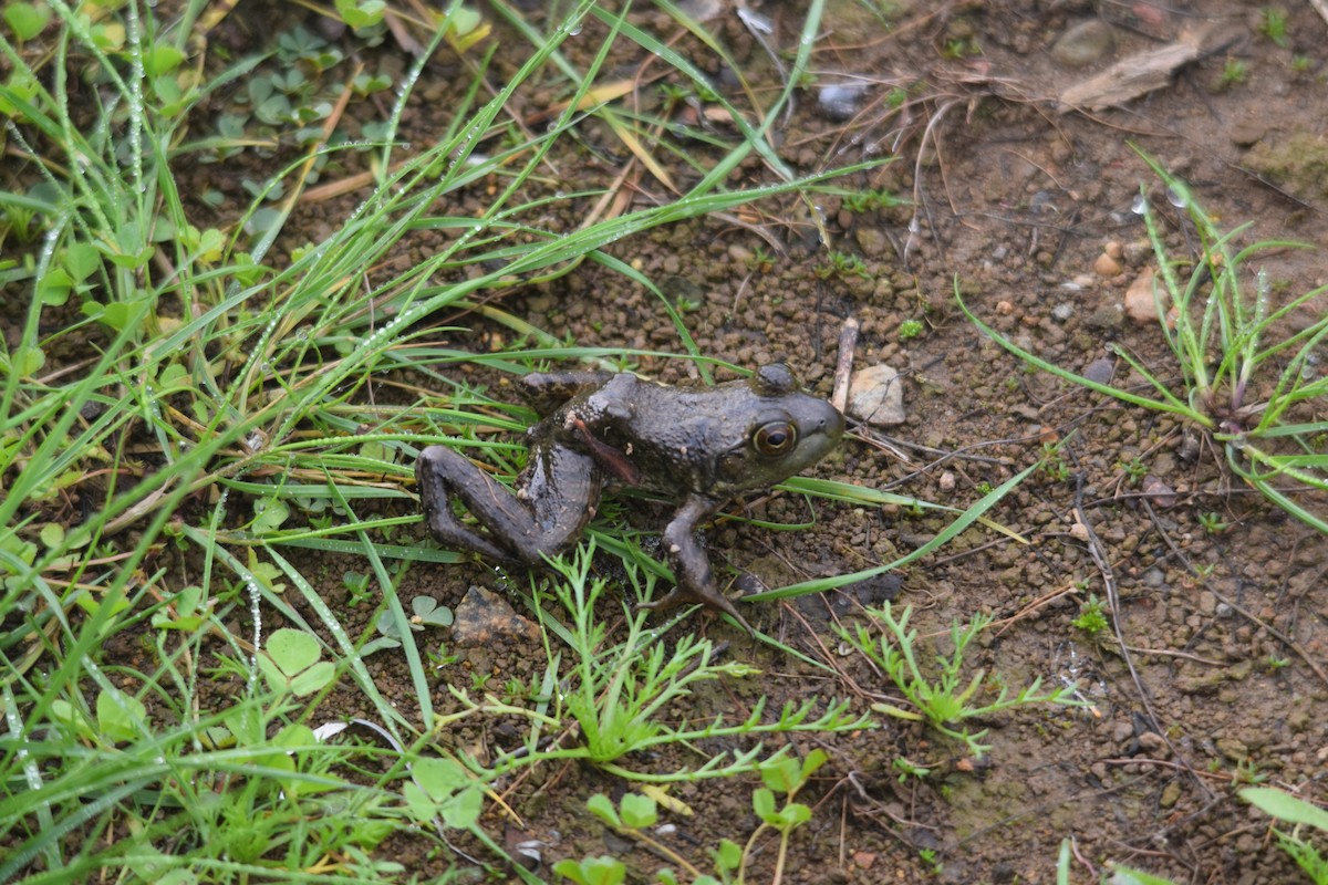 American Bullfrog - ML645857310