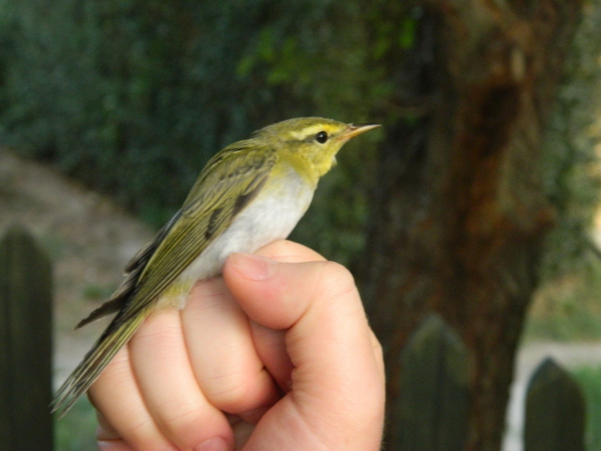 Пеночка-трещотка - ML645857313