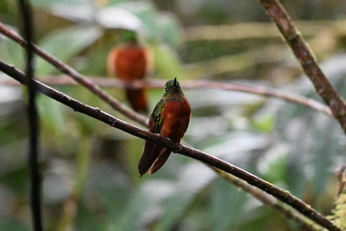 Chestnut-breasted Coronet - ML645857317