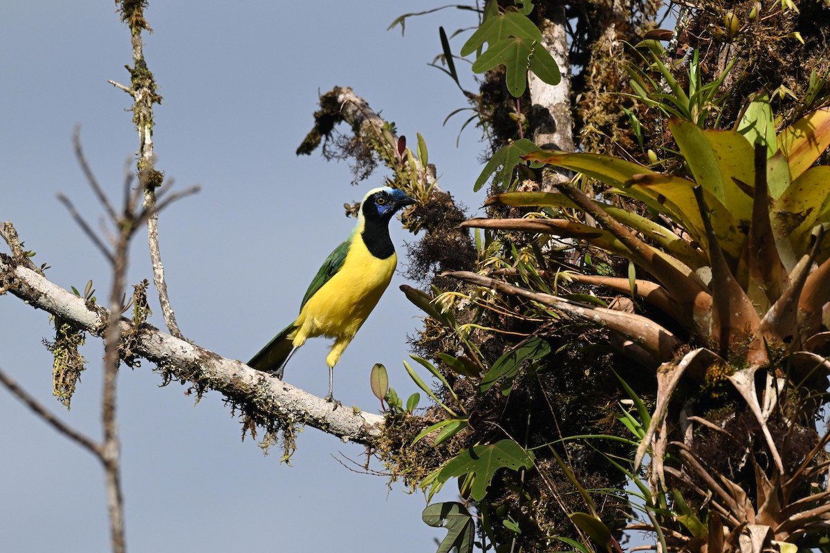 Перуанская сойка [группа yncas] - ML645857325