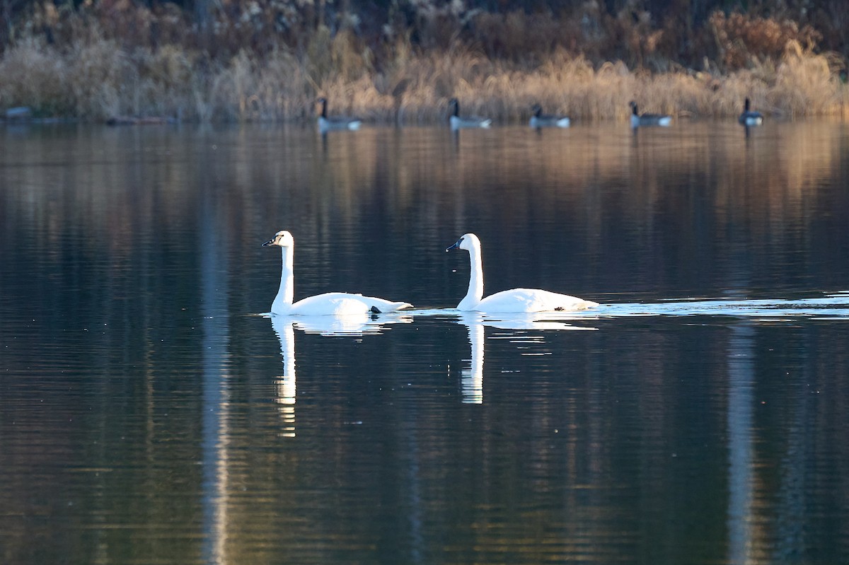 Trumpeter Swan - ML645857326