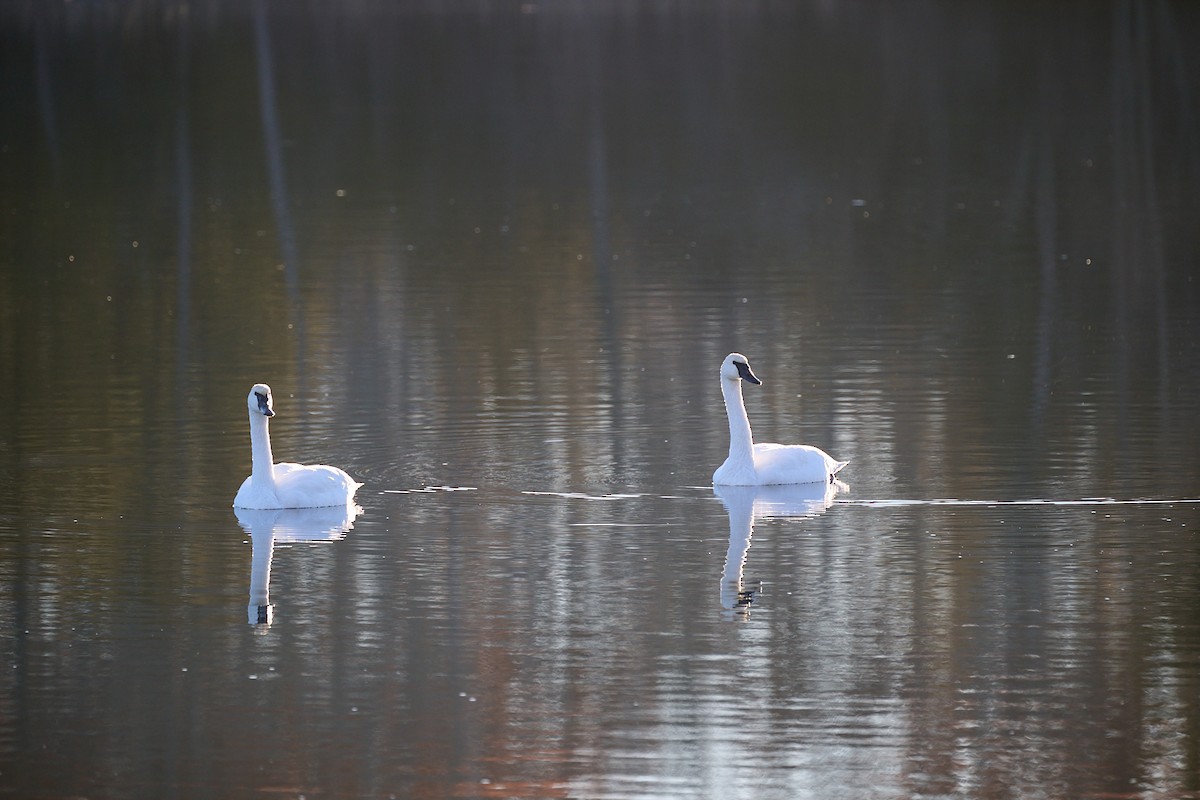 Trumpeter Swan - ML645857327