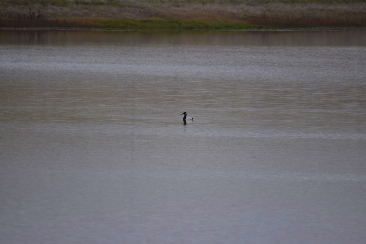 Canvasback - ML645857340