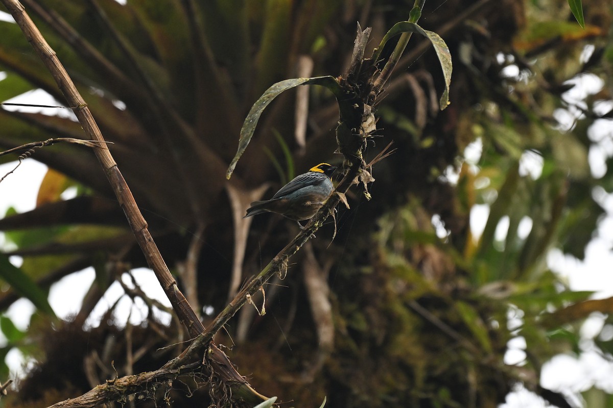 Saffron-crowned Tanager - ML645857345