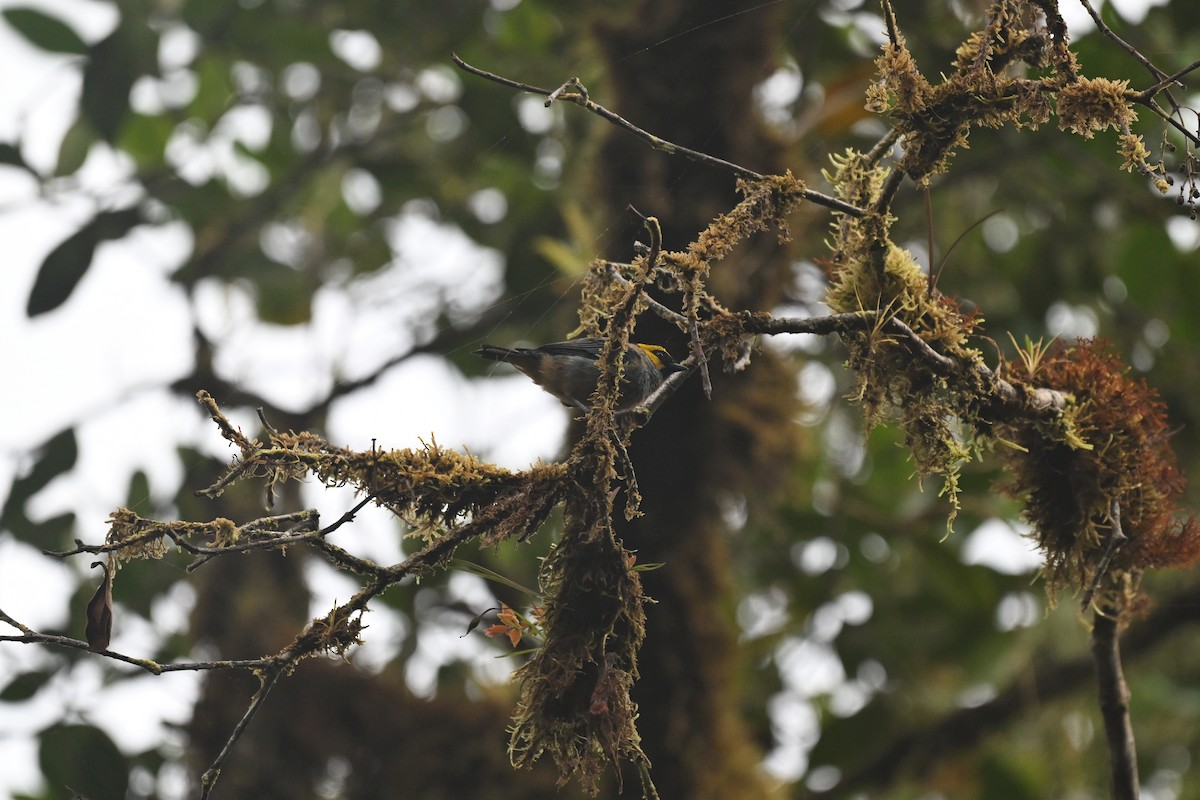 Saffron-crowned Tanager - ML645857346