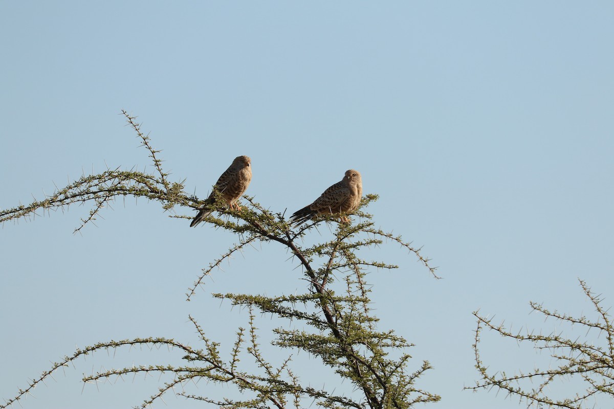 Cernícalo Ojiblanco - ML645857347