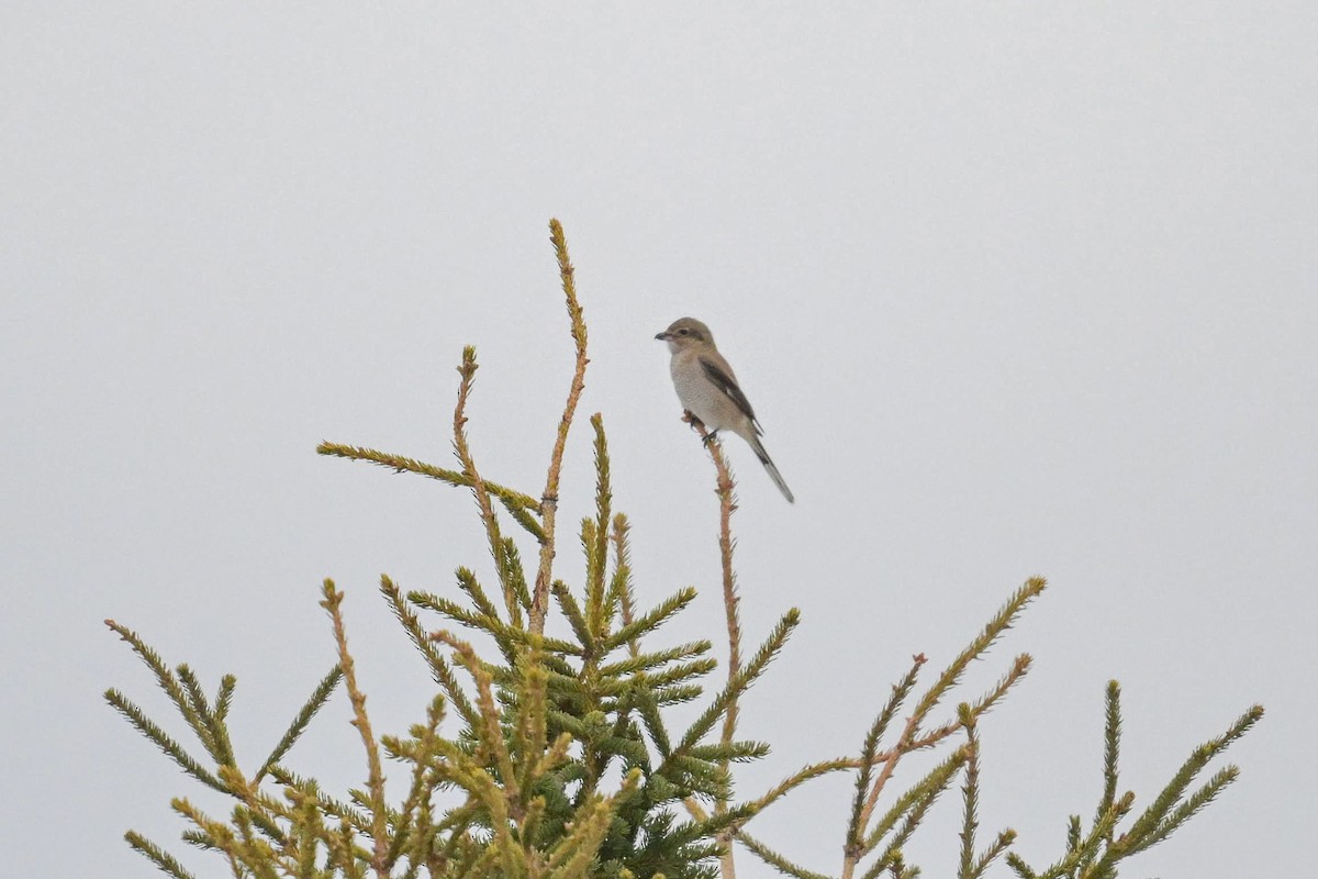 Antzandobi boreala - ML645857352