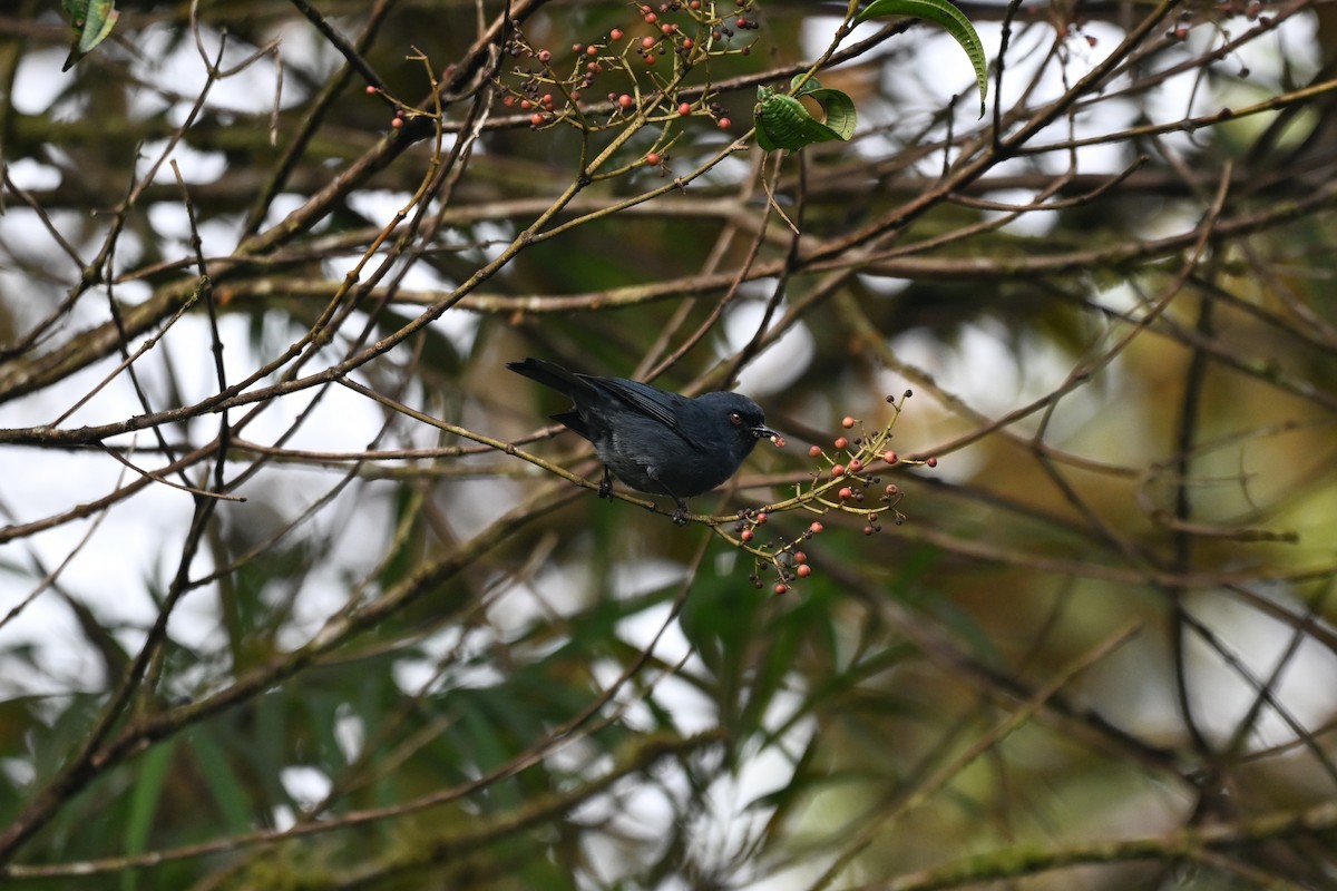 Bluish Flowerpiercer - ML645857354