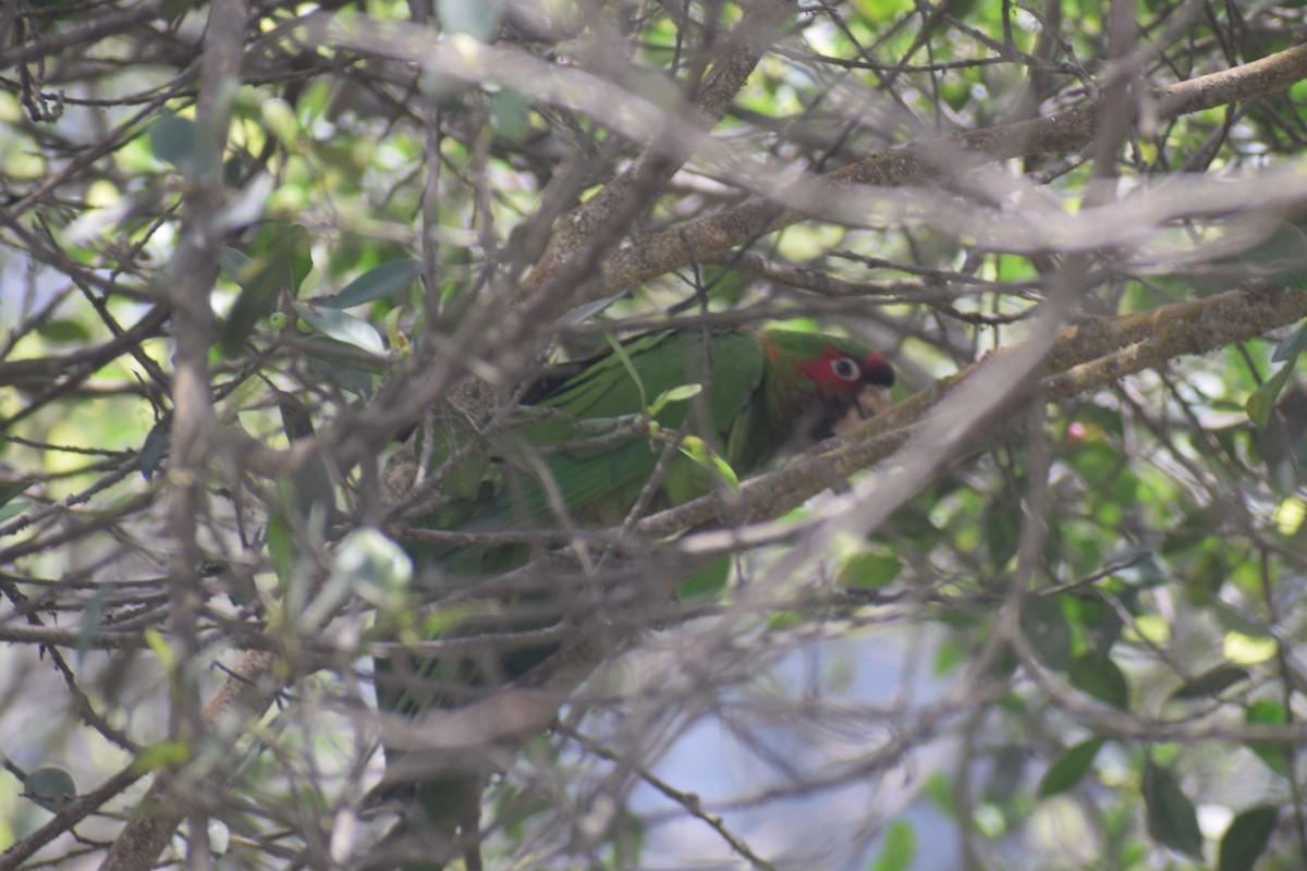 Red-masked Parakeet - ML645857356