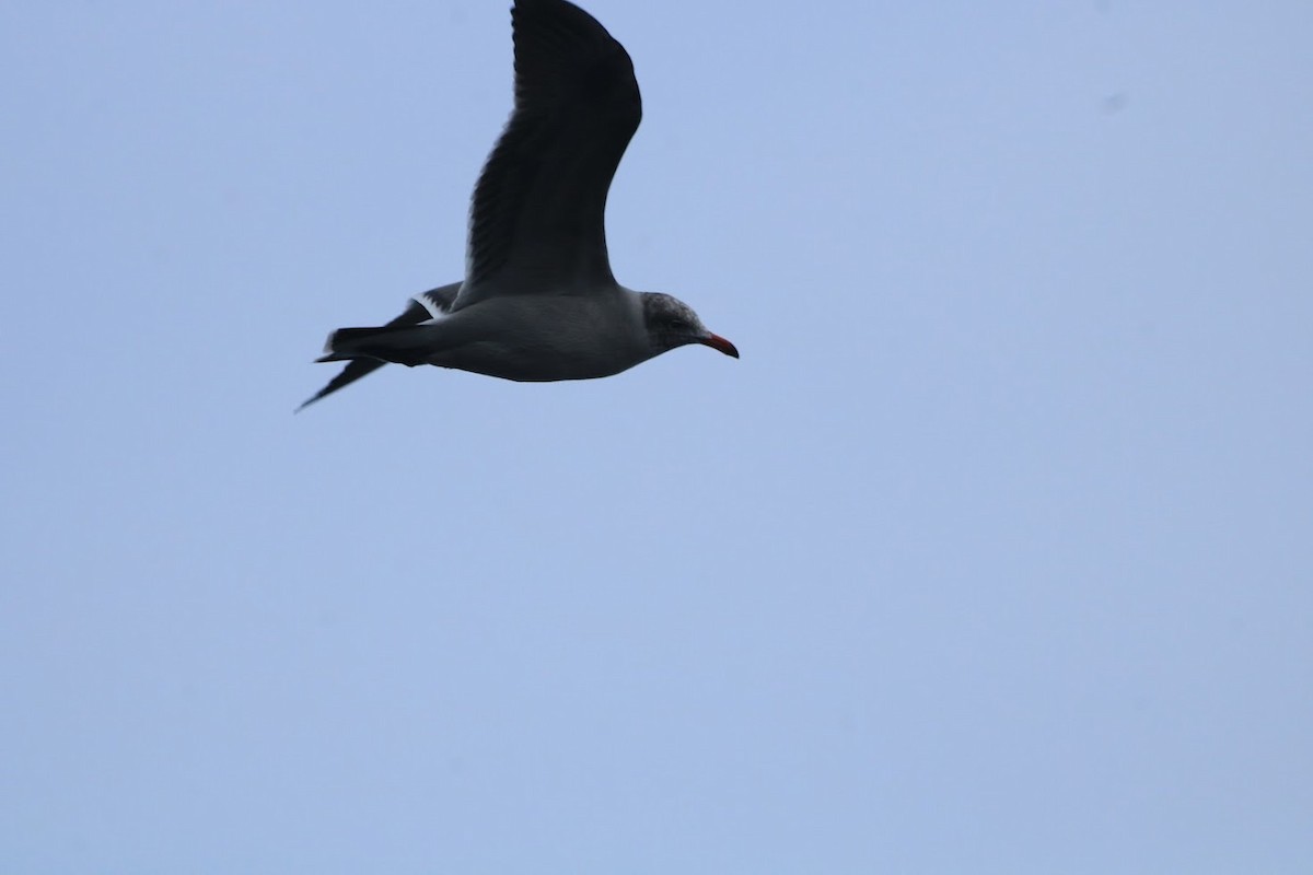 Heermann's Gull - ML645857357