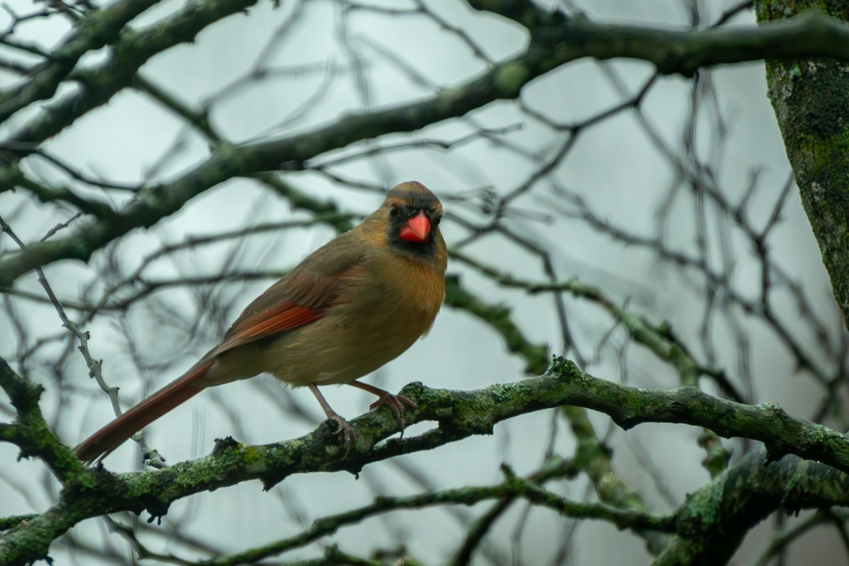 ショウジョウコウカンチョウ - ML645857361