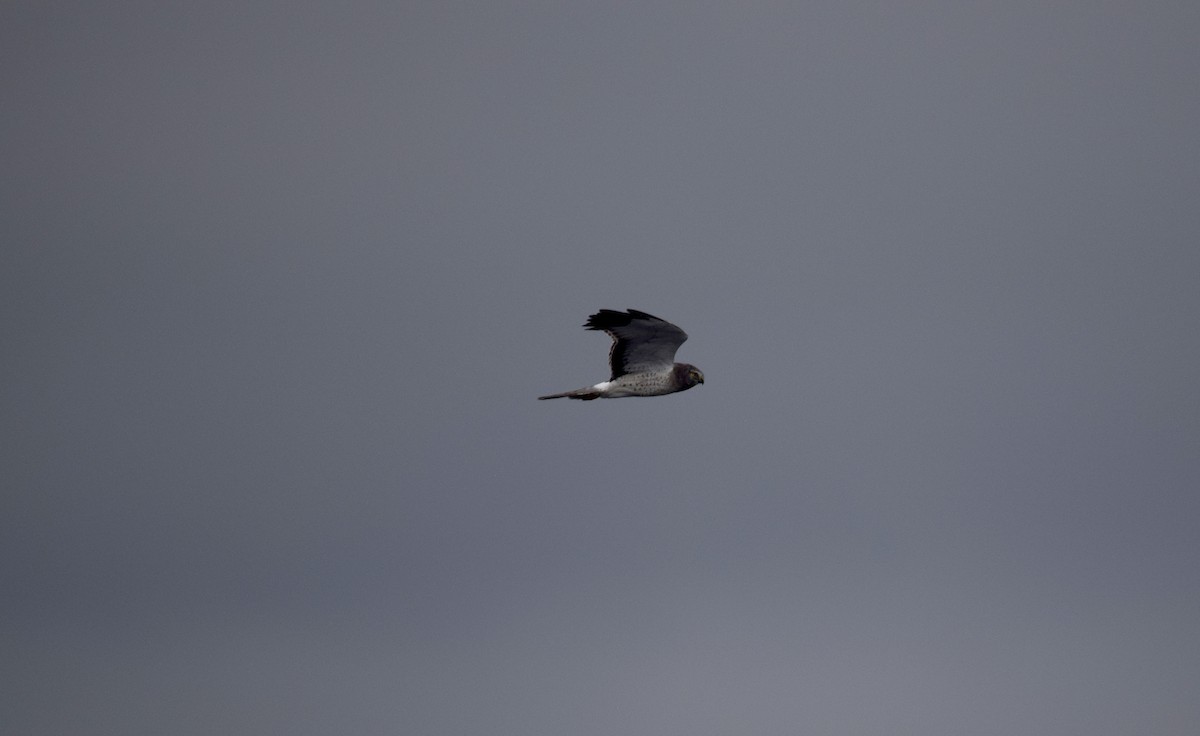 Northern Harrier - ML645857364
