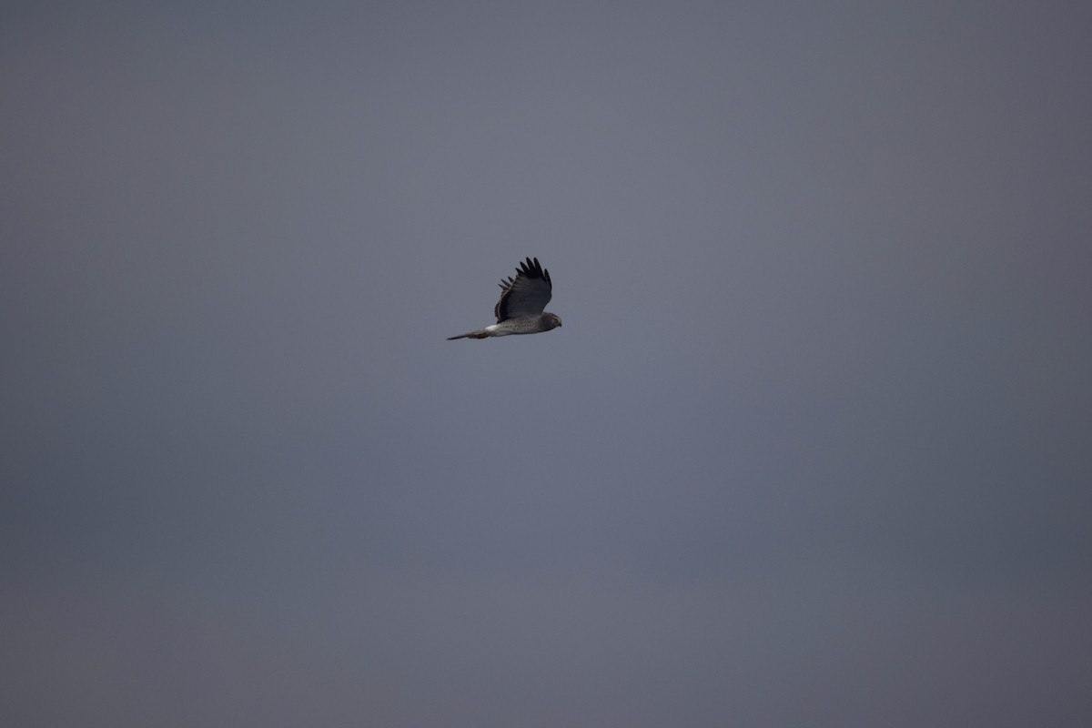 Northern Harrier - ML645857365