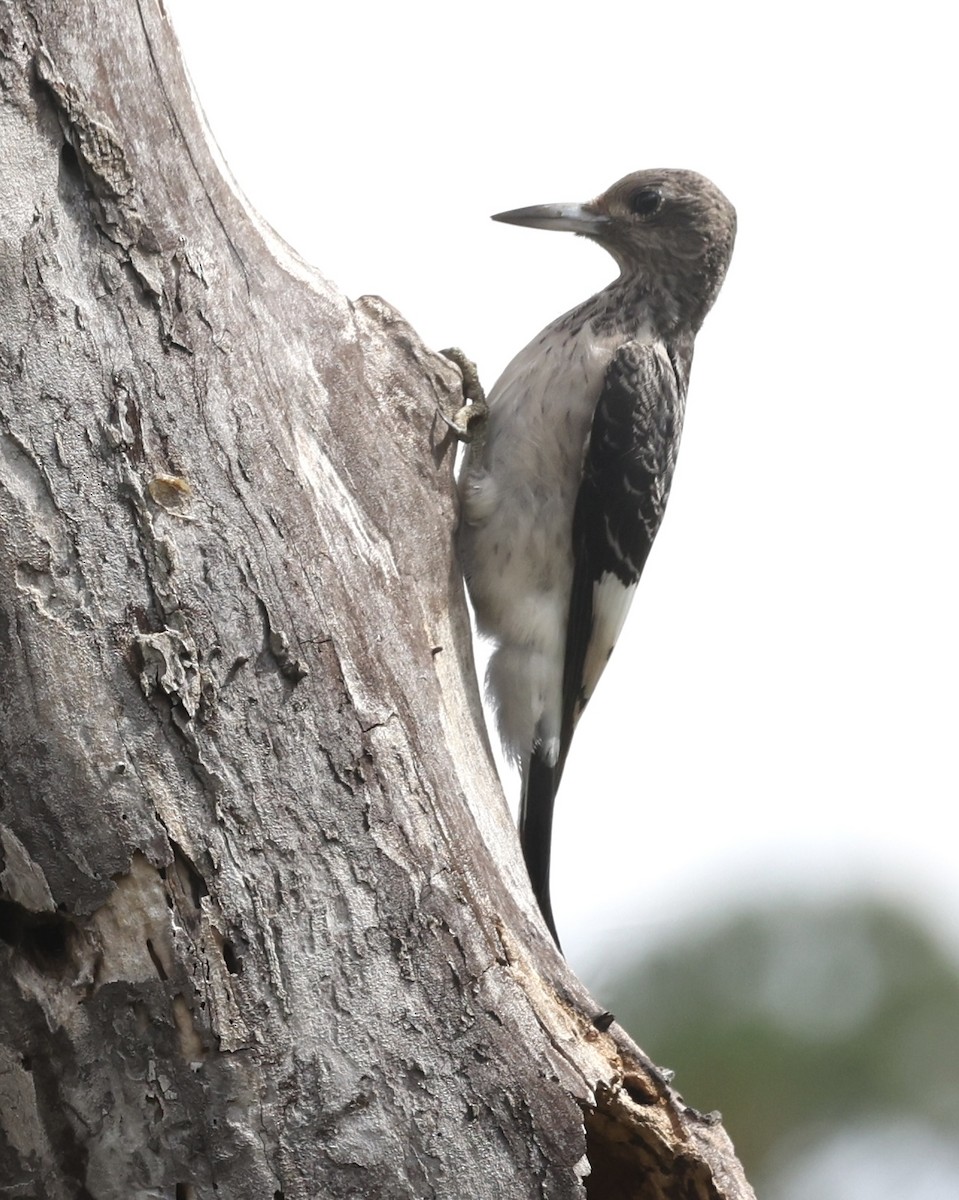 Red-headed Woodpecker - ML645857368