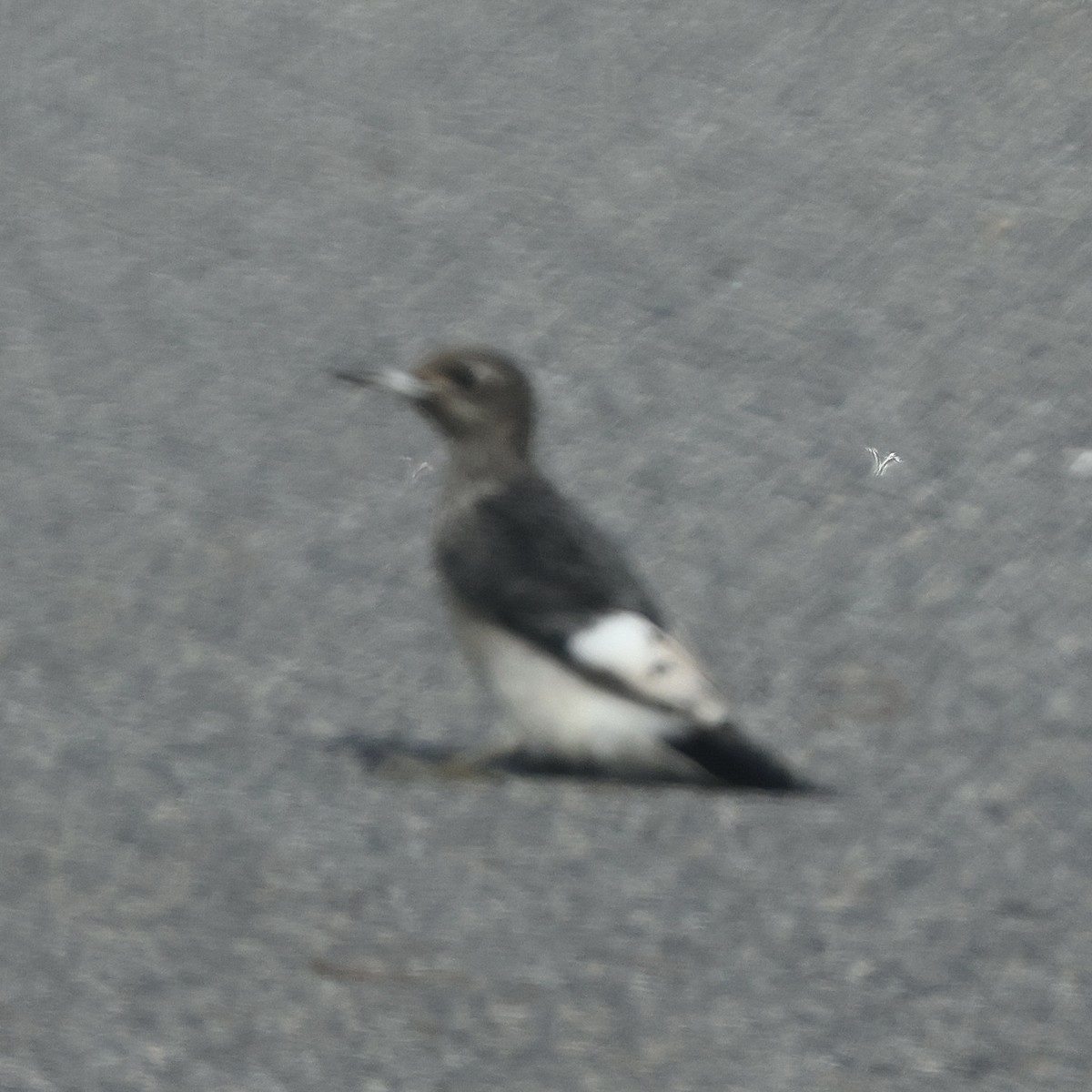 Red-headed Woodpecker - ML645857369