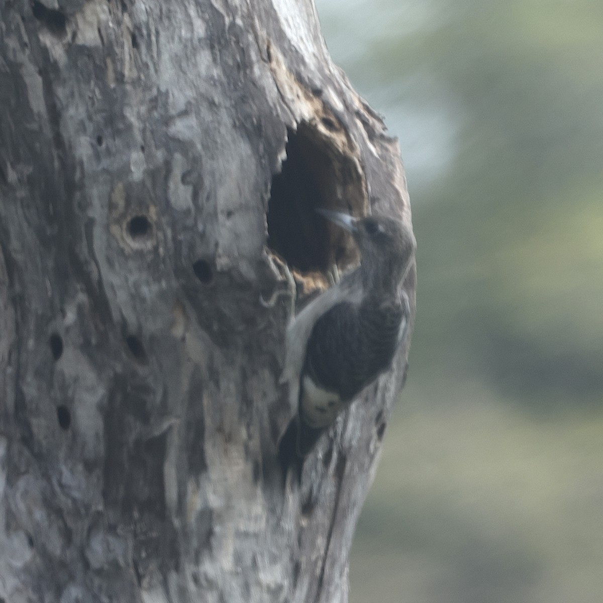 Red-headed Woodpecker - ML645857370