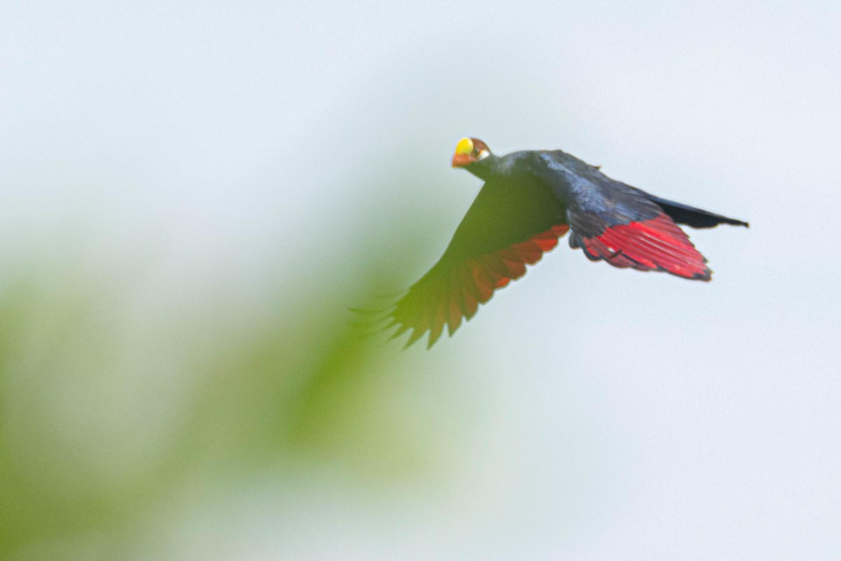 Violet Turaco - ML645857373