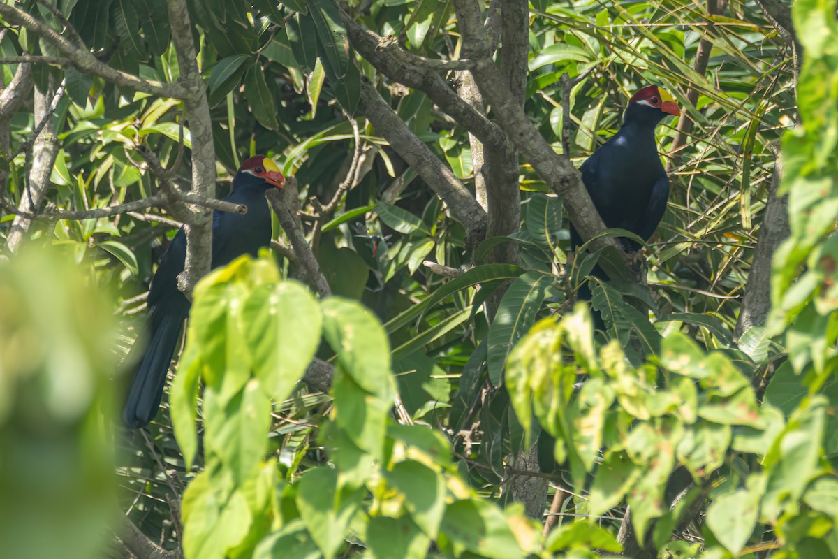 Violet Turaco - ML645857374