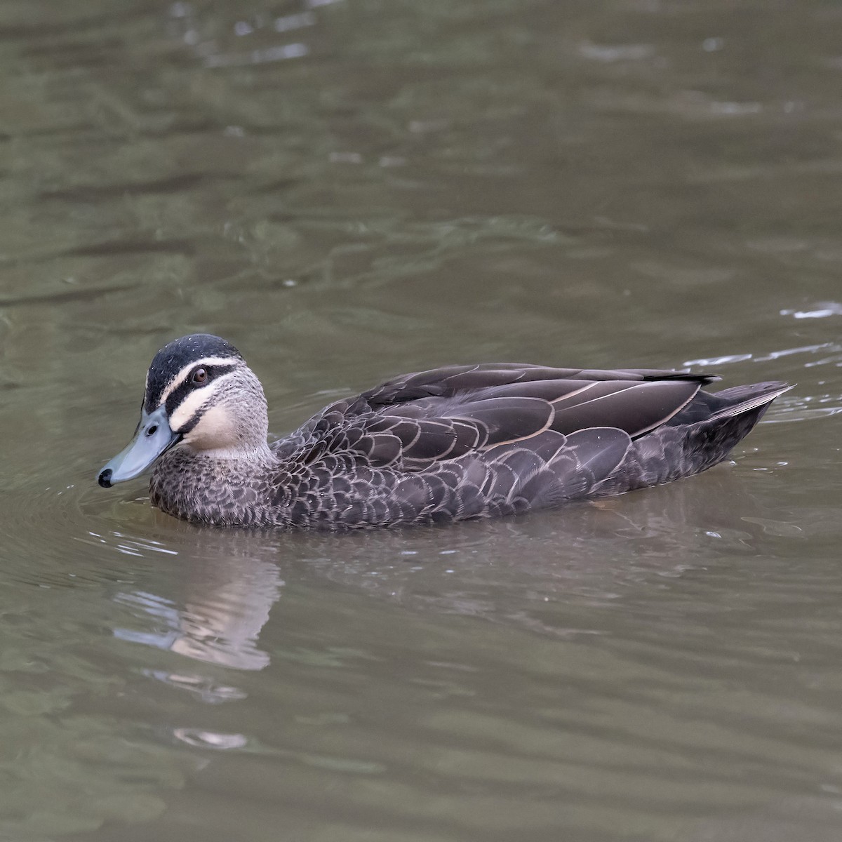 Pacific Black Duck - ML645857376