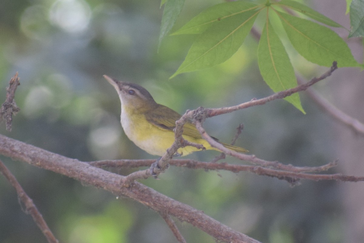 Yellow-green Vireo - ML645857377