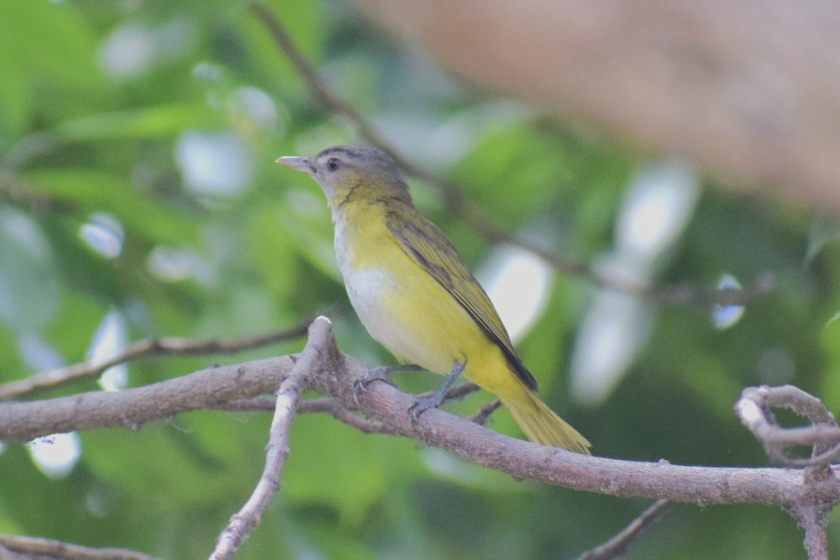 Yellow-green Vireo - ML645857378