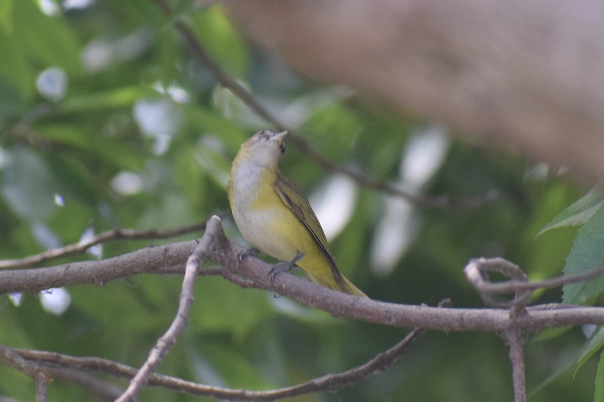 Yellow-green Vireo - ML645857379