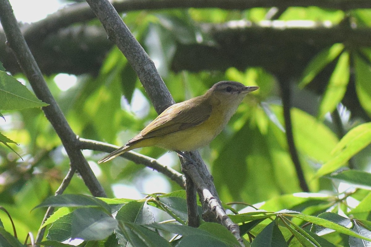 Yellow-green Vireo - ML645857380