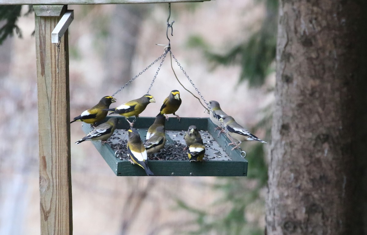 Evening Grosbeak - ML645857382