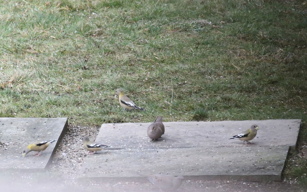 Evening Grosbeak - ML645857385