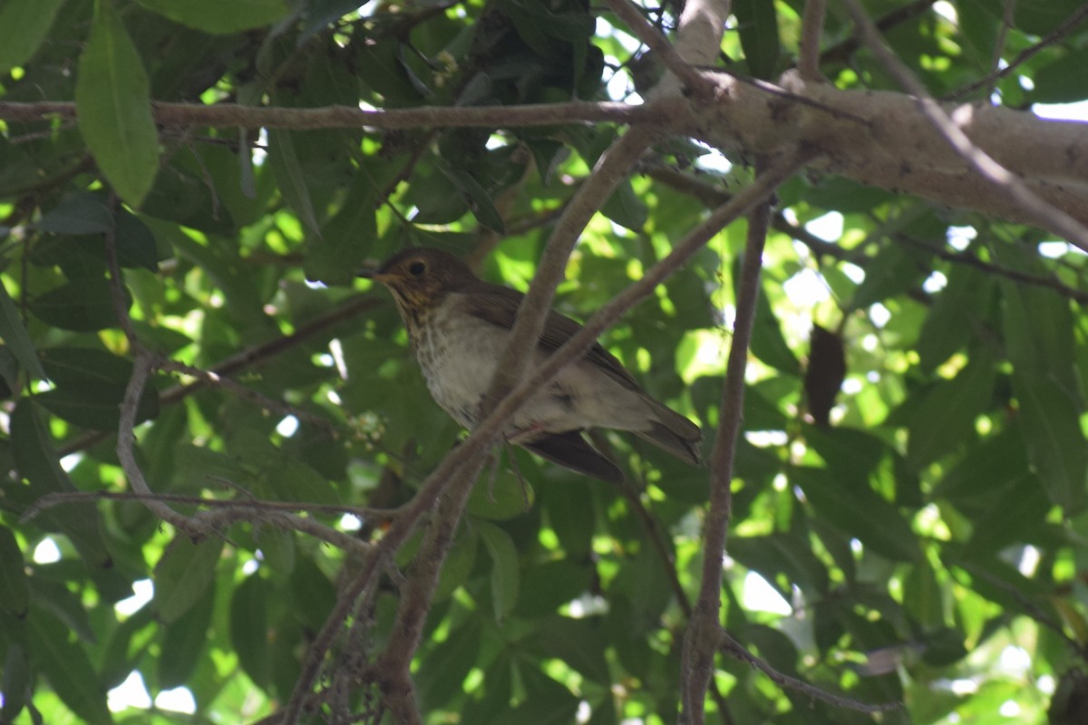 Swainson's Thrush - ML645857386
