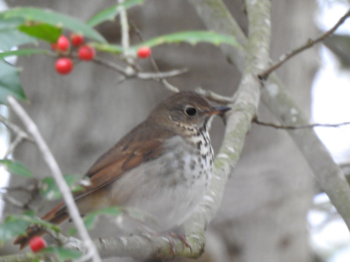 Hermit Thrush - ML645857387