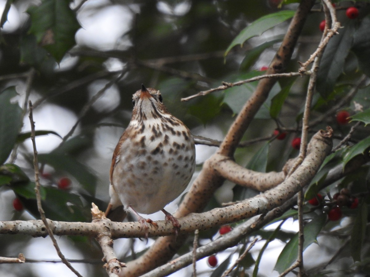 Hermit Thrush - ML645857388