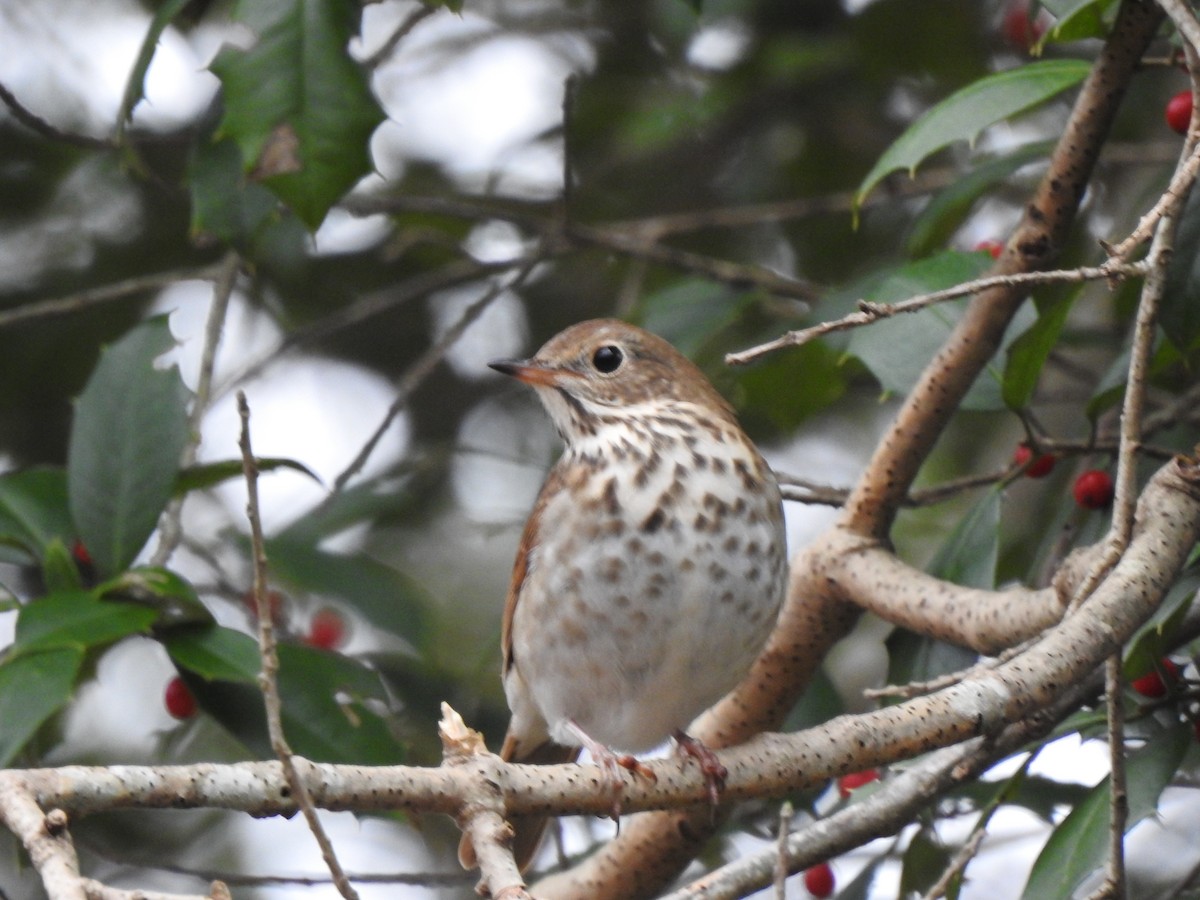 Hermit Thrush - ML645857389