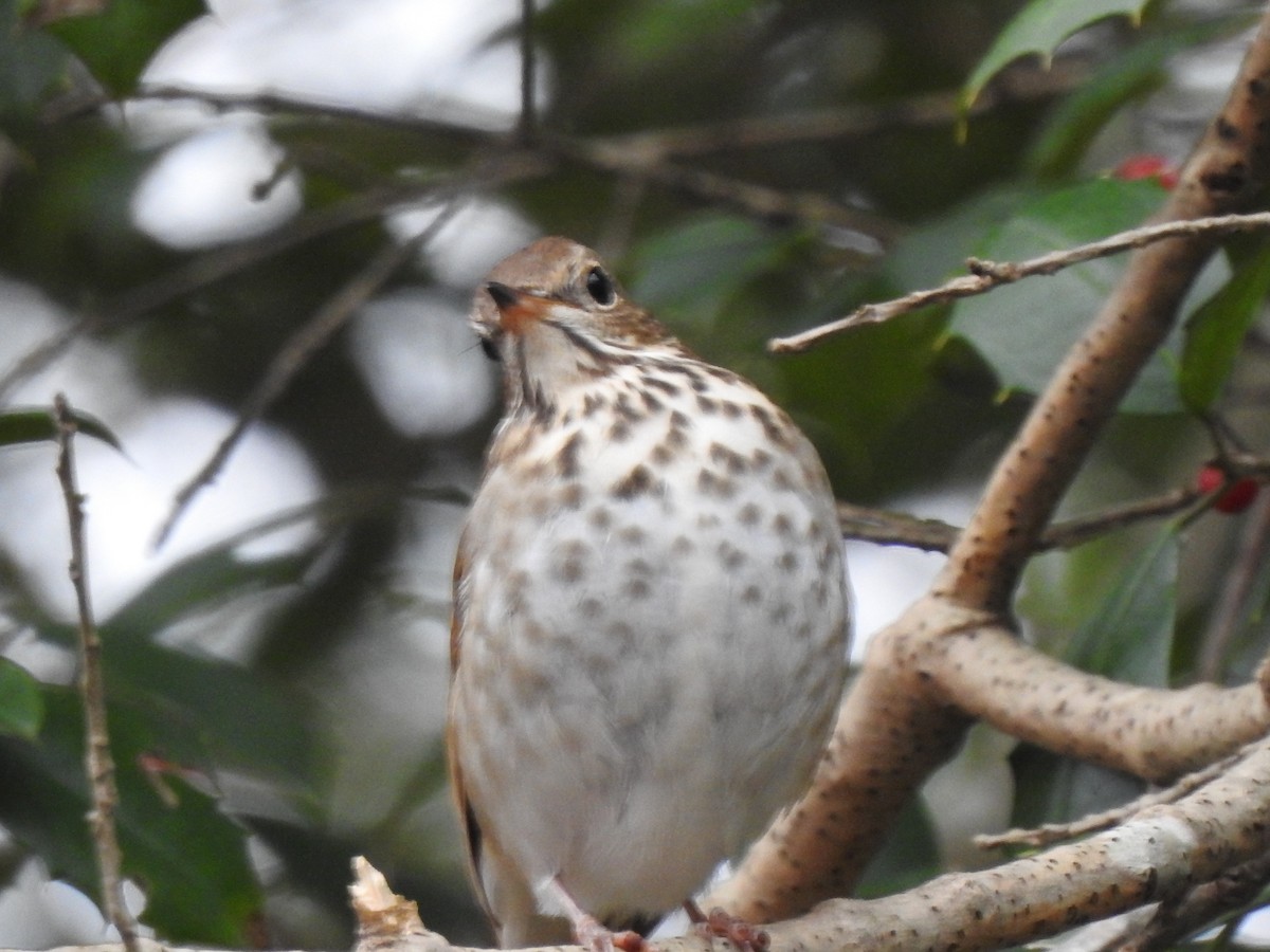 Hermit Thrush - ML645857390