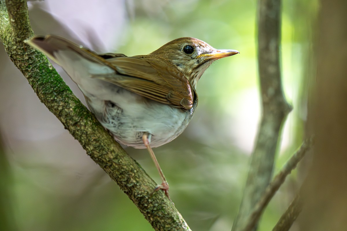 Veery - ML645857392
