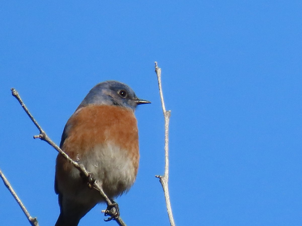 Western Bluebird - ML645857393
