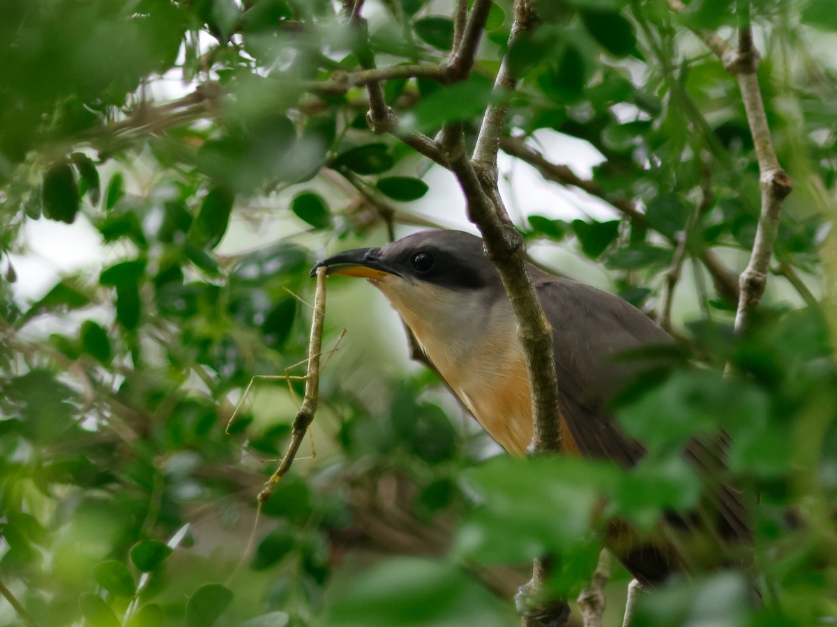 Mangrove Cuckoo - ML645857401