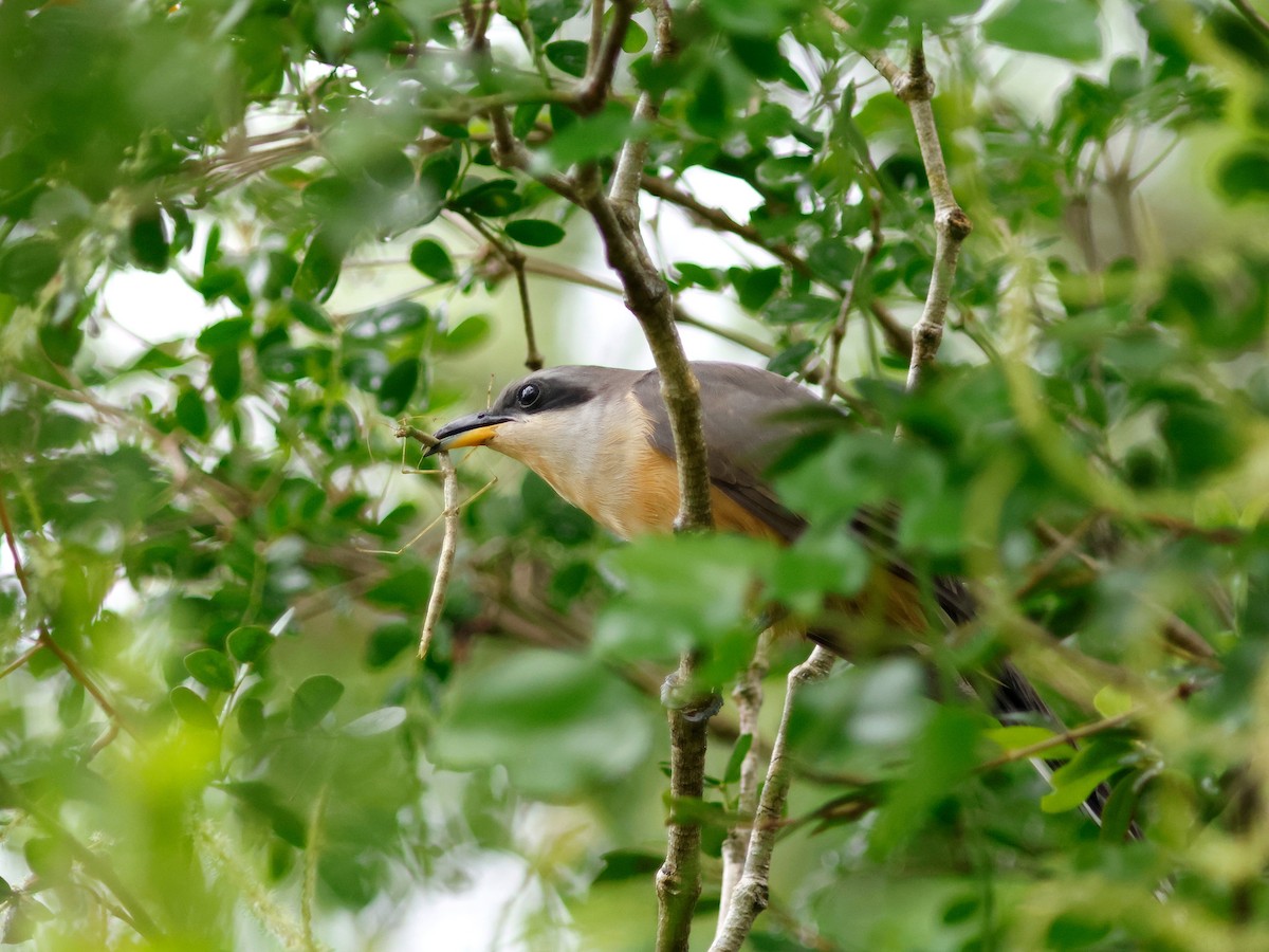 Mangrove Cuckoo - ML645857403