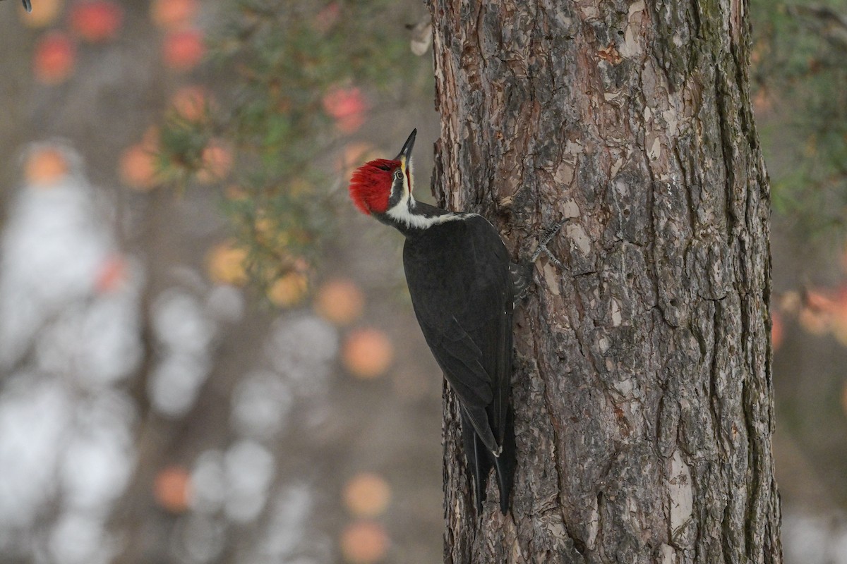 Жовна північна - ML645857405