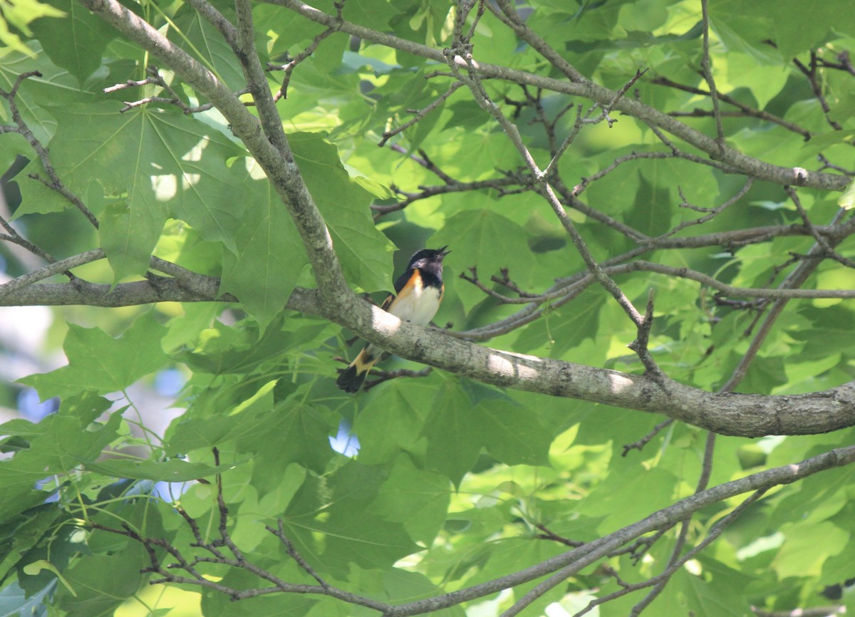 American Redstart - ML645857408