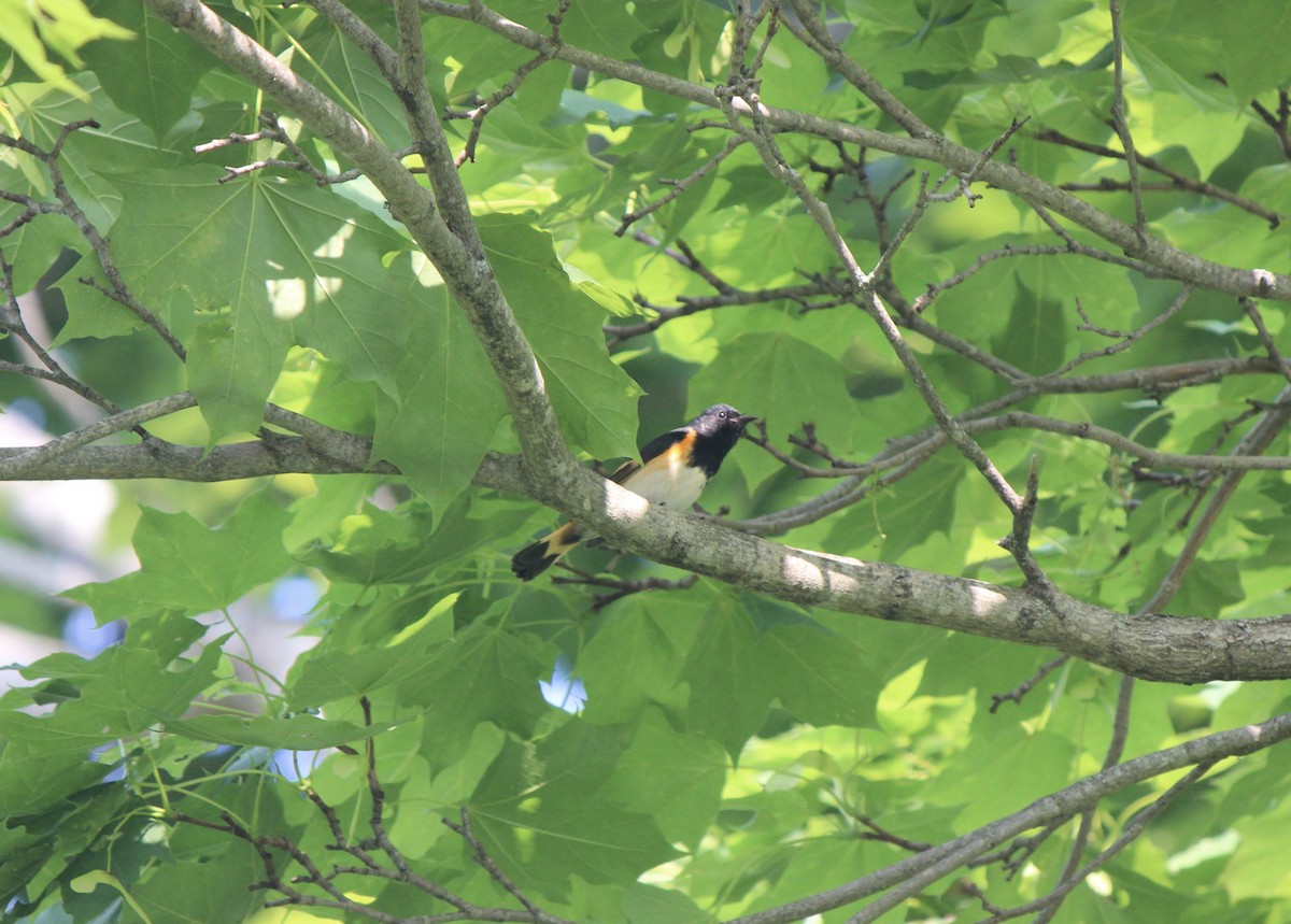 American Redstart - ML645857409