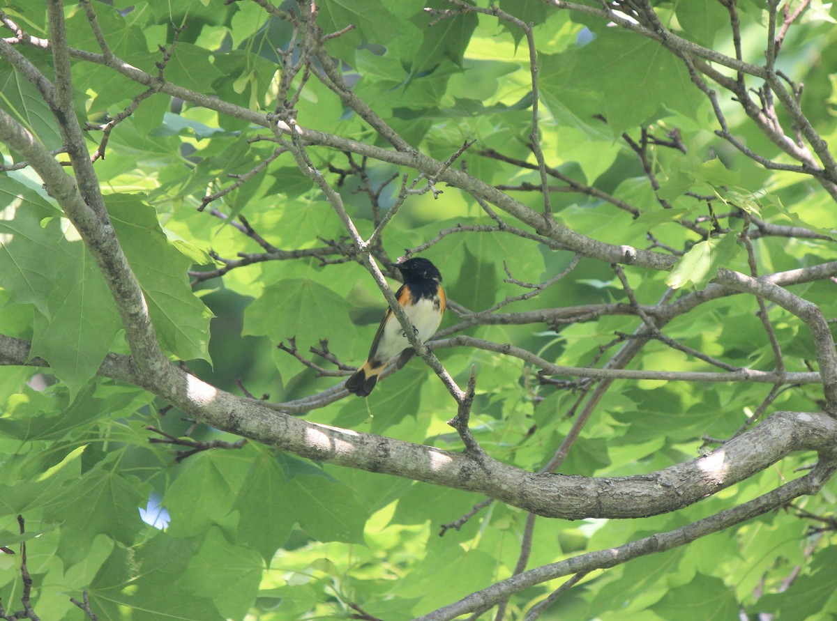 American Redstart - ML645857410