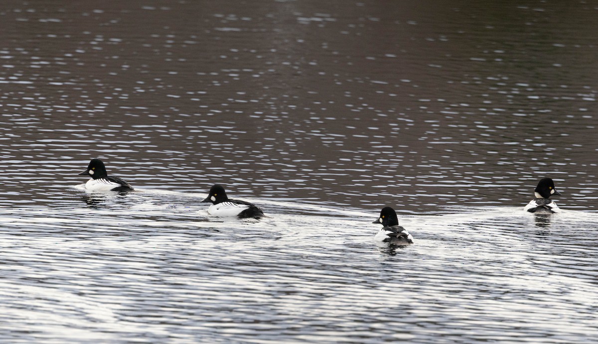 Common Goldeneye - ML645857411