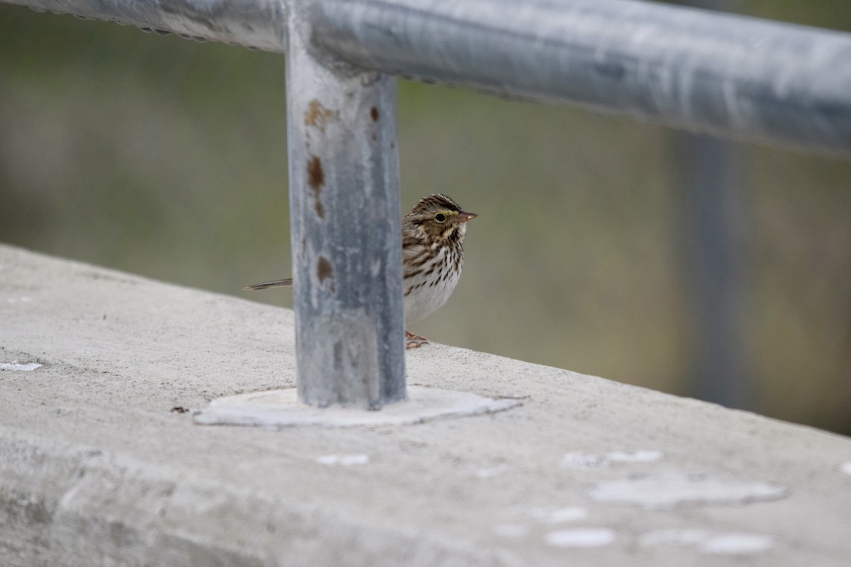 Savannah Sparrow - ML645857414