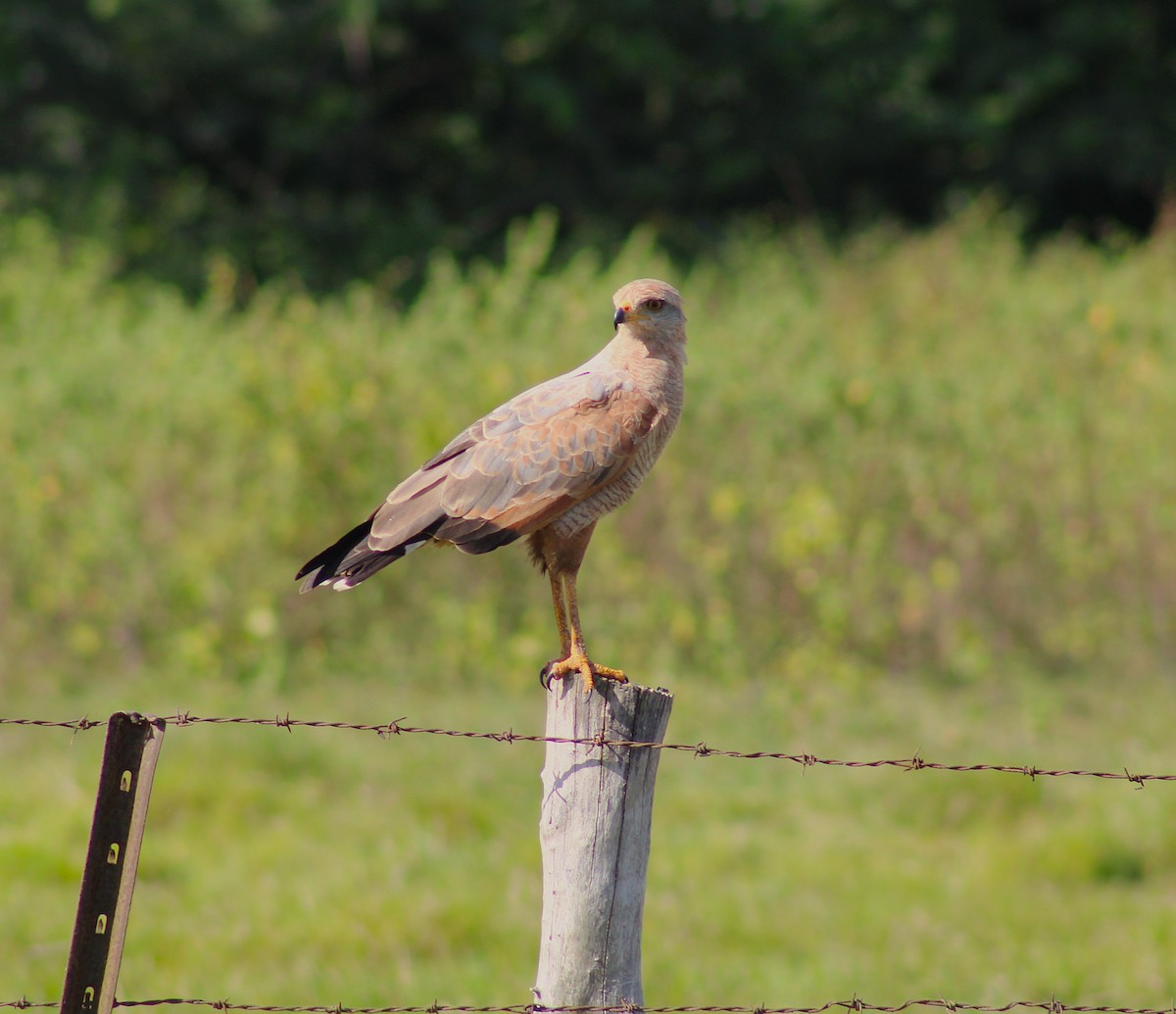 Savanna Hawk - ML645857421