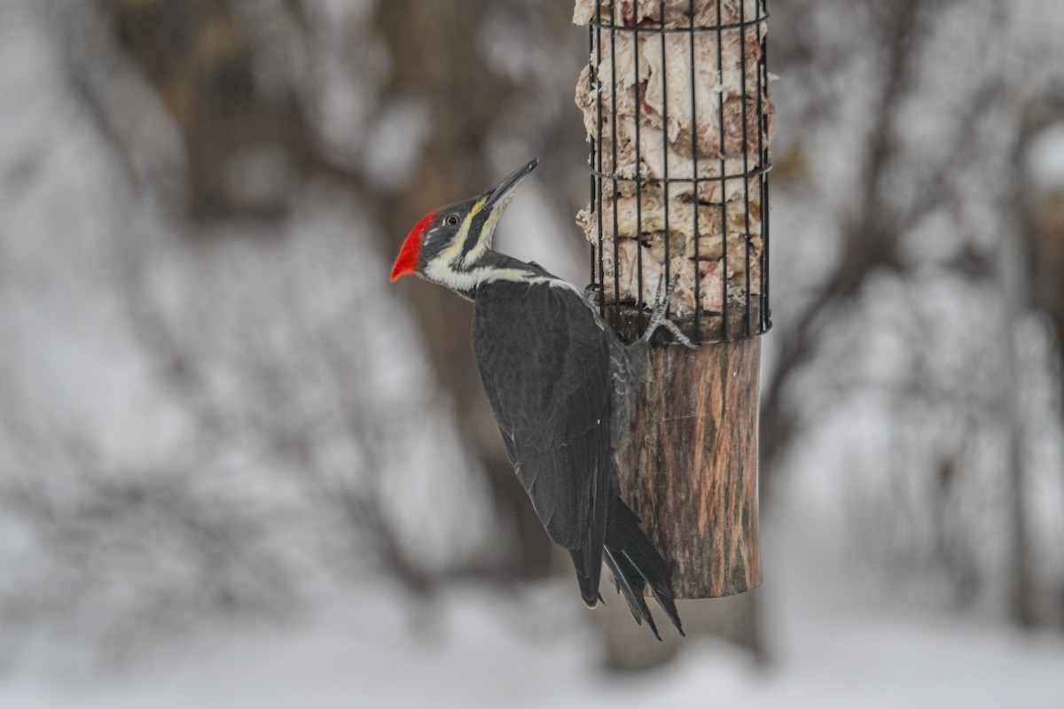 Жовна північна - ML645857436