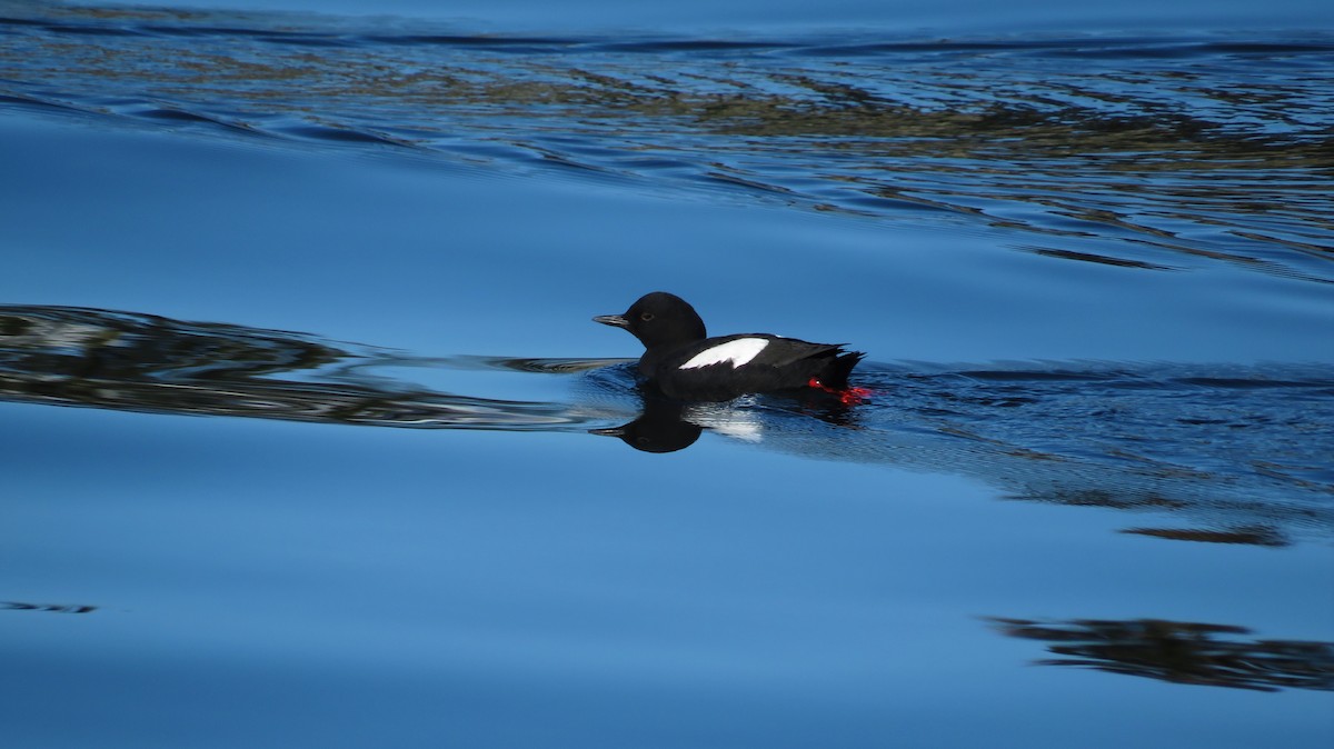 Pigeon Guillemot - ML645857438